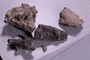 UC 14926 fossil