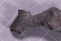 UC 17558 fossil3