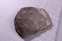 UC 17832 fossil