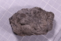 UC 247 a fossil
