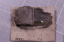 UC 39551 fossil