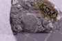 UC 39551 fossil3