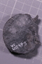 UC 60749 fossil16