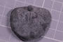 UC 60749 fossil19