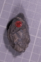 UC 60749 fossil25