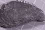 UC 60749 fossil31