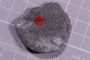 UC 60749 fossil40
