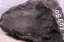 UC 60750 fossil