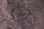 UC 704 a fossil2