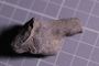 PE 91406 fossil2