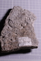 PE 91423 fossil