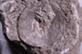 PE 91444 fossil2