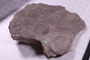 PE 91459 fossil