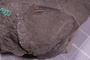 PE 91459 fossil2