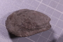 PE 91464 fossil