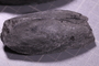 PE 91820 fossil2