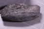 PE 91820 fossil3