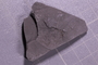 PE 91834 fossil