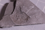 PE 91834 fossil2
