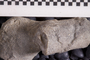 PE 61739 fossil2