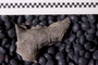 UC 27667 fossil2