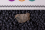 UC 27706 fossil4