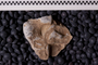 UC 27733 fossil2