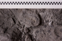 UC 48033 fossil2