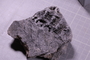 PE 91524 fossil