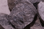 PE 91530 fossil2
