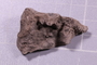 PE 91531 fossil