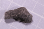 PE 91534 fossil