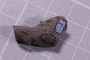 PE 91534 fossil3