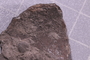 PE 91538 fossil