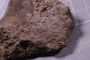 PE 91539 fossil
