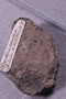 PE 91539 fossil2