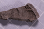 PE 91540 fossil