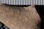 PE 61724 fossil3