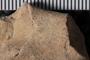 PE 61724 fossil5