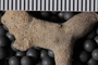 PE 61729 fossil3