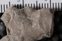 PE 61731 fossil5
