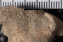 PE 92002 fossil3