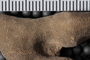 PE 92002 fossil5