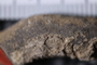 UC 56246 fossil3