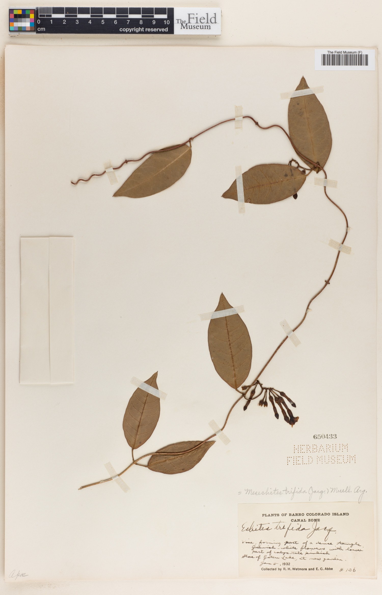 Mesechites trifida image