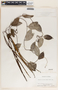 Mesechites trifida image