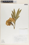 Nerium oleander L., Mexico, W. Márquez R. 583, F