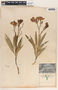 Nerium oleander L., Mexico, A. C. V. Schott 873, F