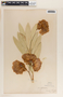 Nerium oleander L., Mexico, F