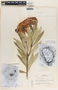Nerium oleander L., Honduras, P. C. Standley 5183, F